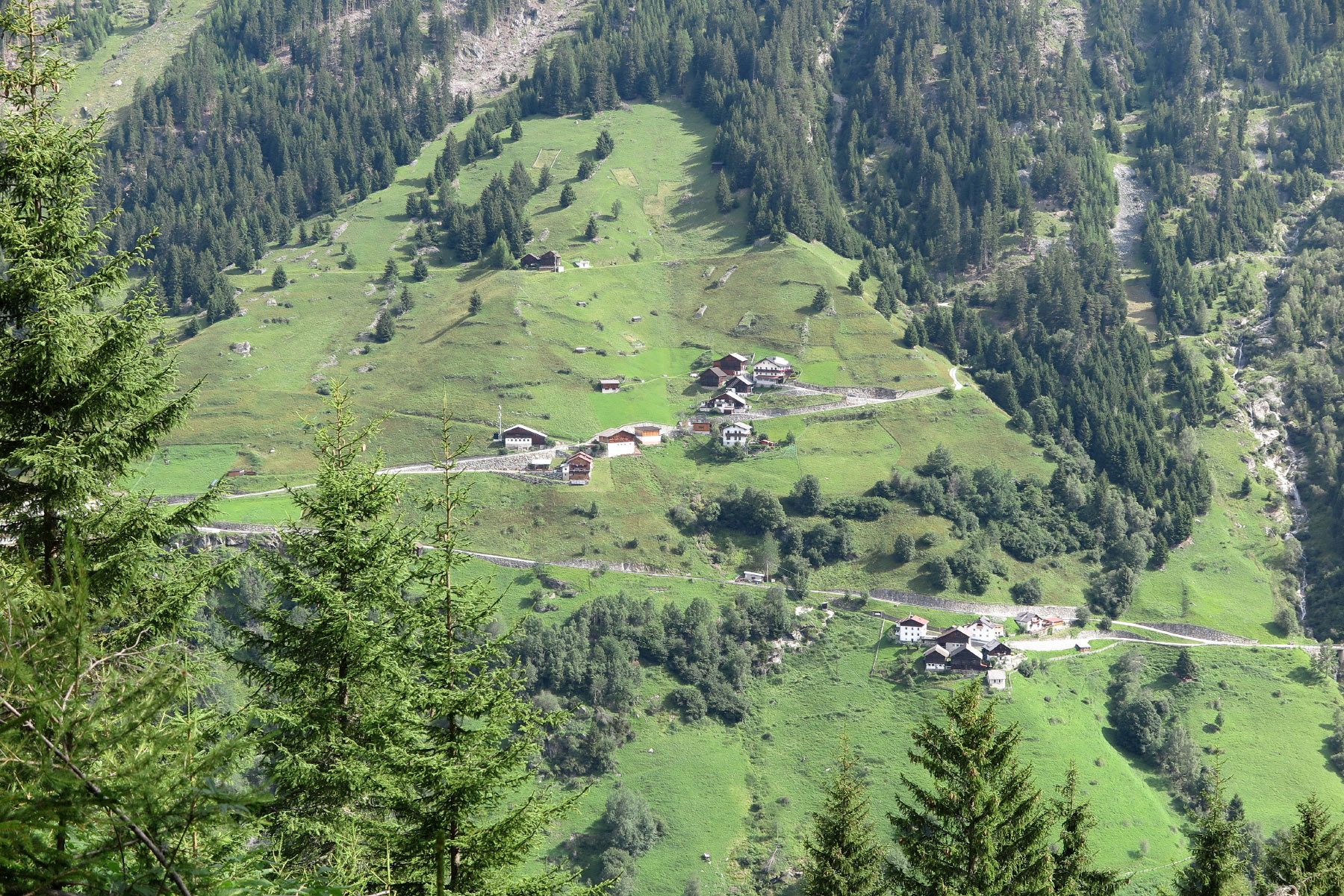 Wiese